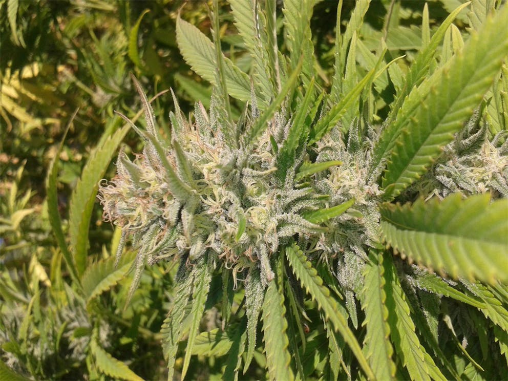 Photos of Frisian Dew Weed Strain Buds Leafly