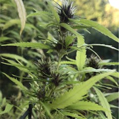 User uploaded image of Frisian Dew