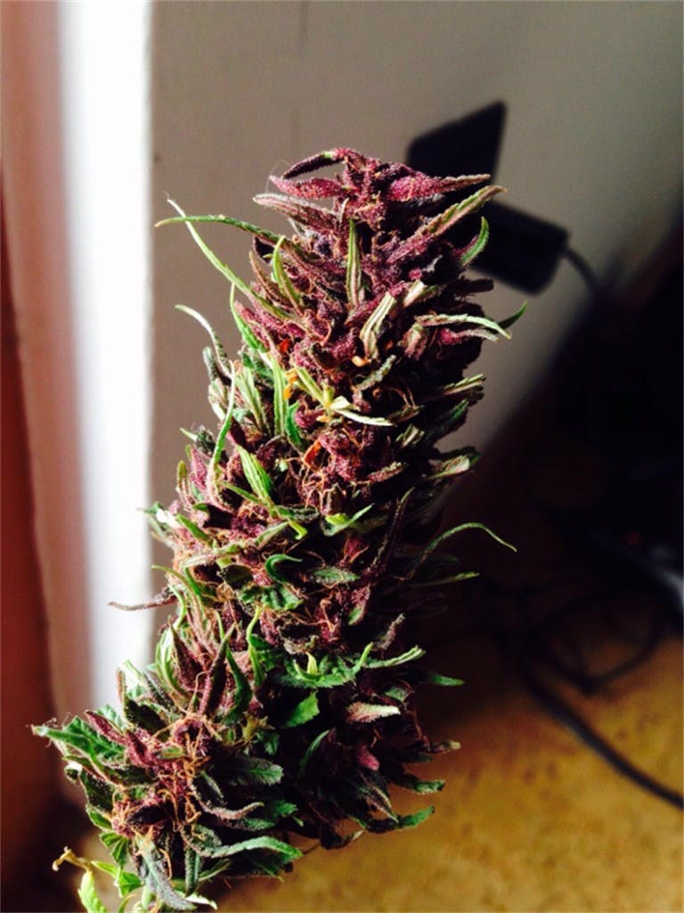 Photos of Frisian Dew Weed Strain Buds Leafly
