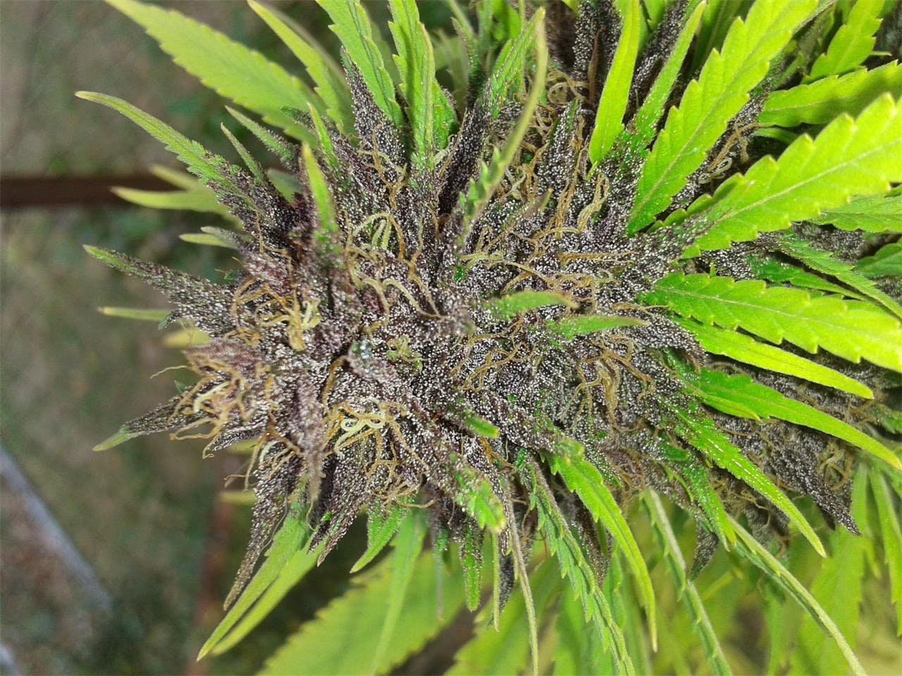 Photos of Frisian Dew Weed Strain Buds Leafly