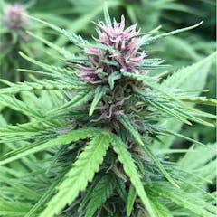 User uploaded image of Frisian Dew