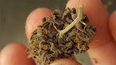 User uploaded image of Frisian Dew