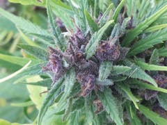 User uploaded image of Frisian Dew