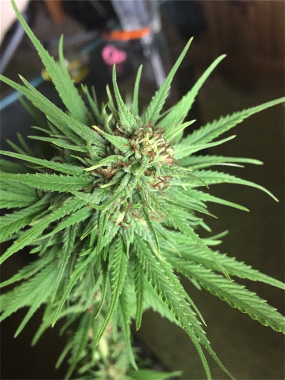 Photos of Frisian Dew Weed Strain Buds Leafly