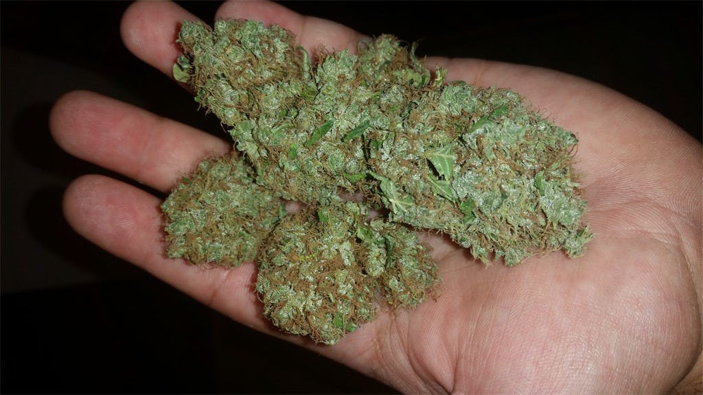 Photos of Frisian Dew Weed Strain Buds Leafly