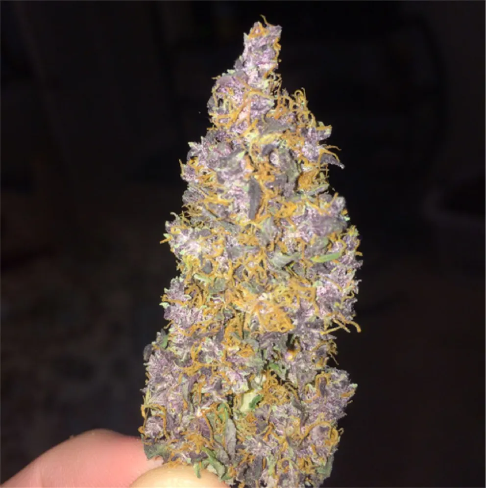photos-of-frisian-duck-weed-strain-buds-leafly