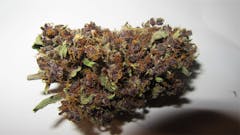 User uploaded image of Frisian Duck