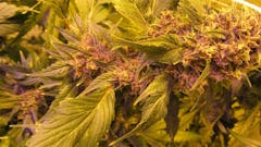 User uploaded image of Frisian Duck