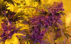 User uploaded image of Frisian Duck