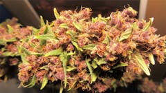 User uploaded image of Frisian Duck