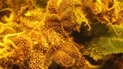 User uploaded image of Frisian Duck