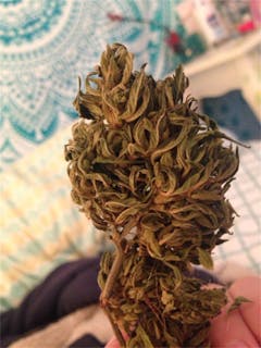 User uploaded image of Frostbite