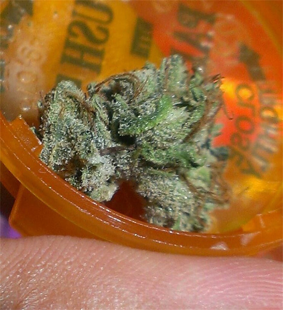 Frosted Freak Weed Strain Effects & Reviews Leafly