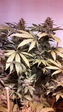 User uploaded image of Frosted Freak