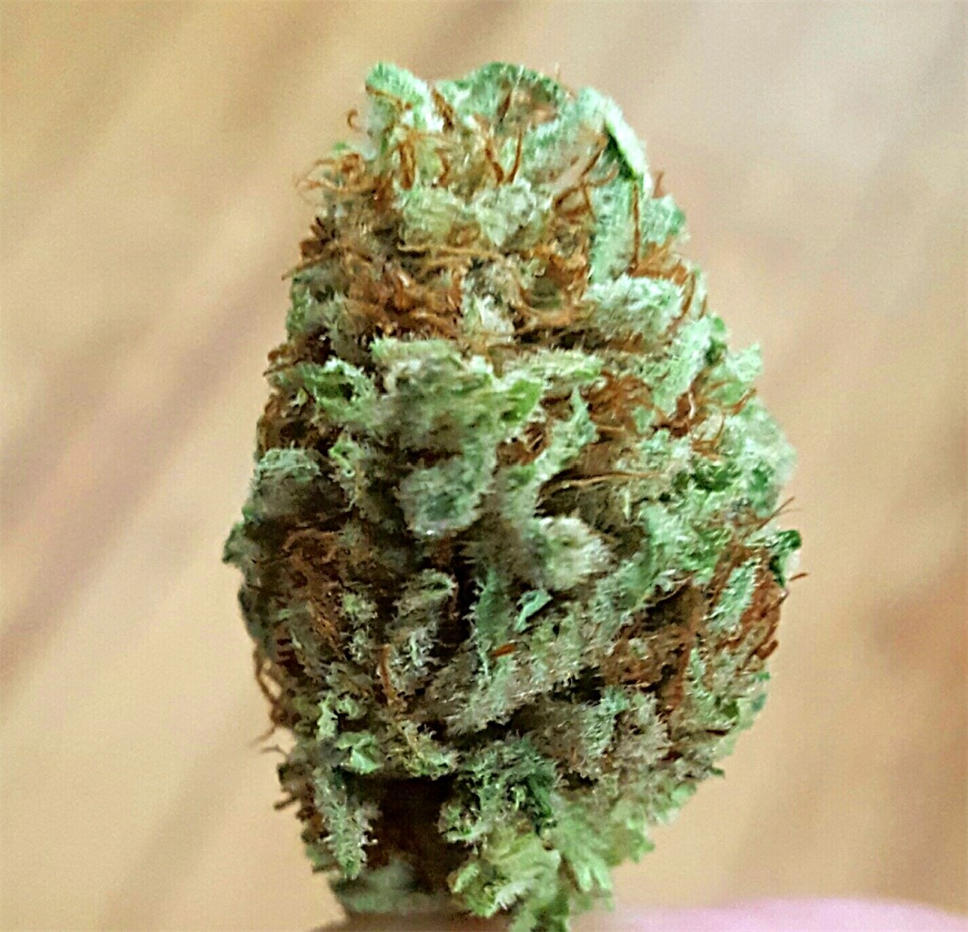 Frosty Marijuana Strain Information Leafly