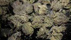 User uploaded image of FL Haze