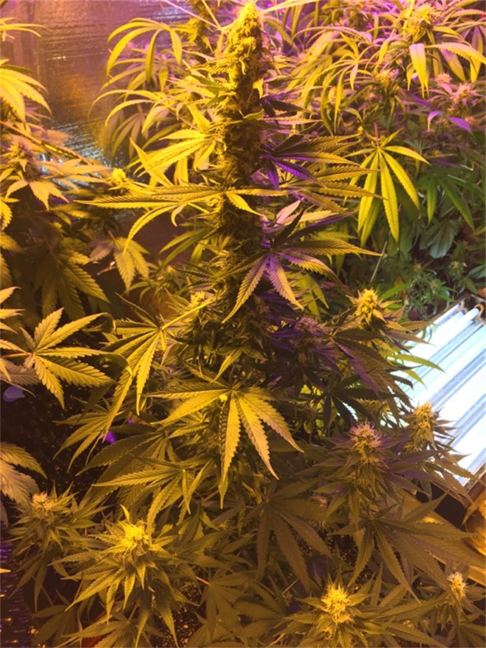 Photos of Fruit Punch Weed Strain Buds Leafly