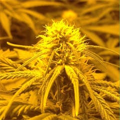 User uploaded image of Fruit Punch