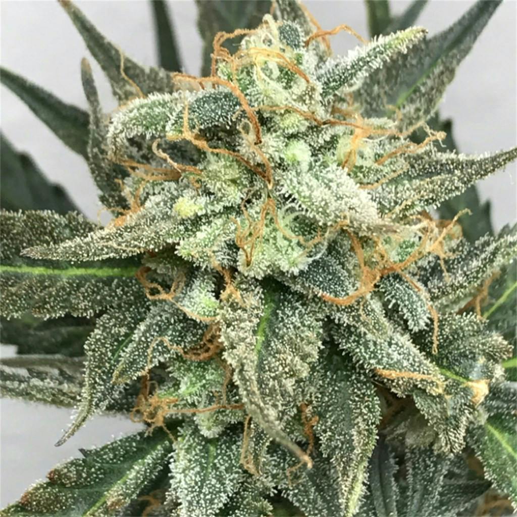 Fruit Punch Weed Strain Information Leafly