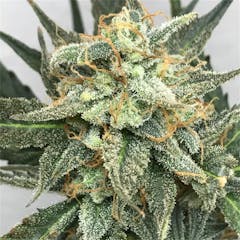 User uploaded image of Fruit Punch