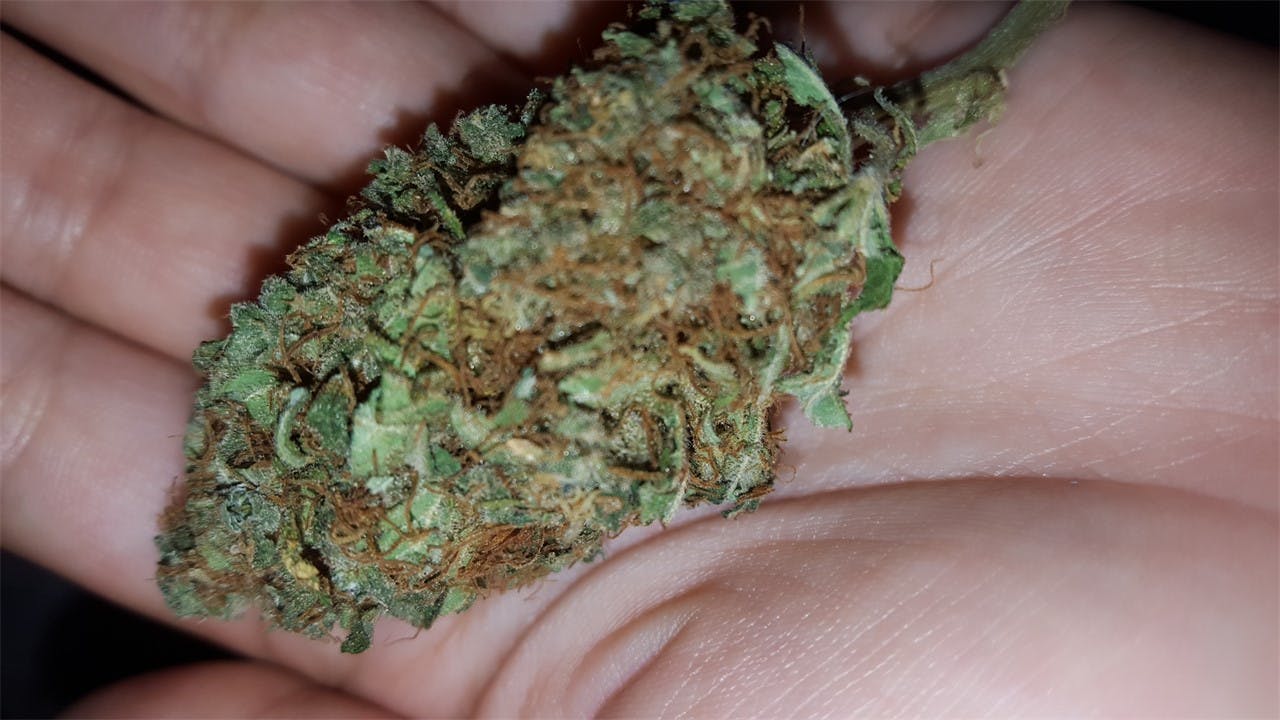 Photos of Fruit Punch Weed Strain Buds | Leafly