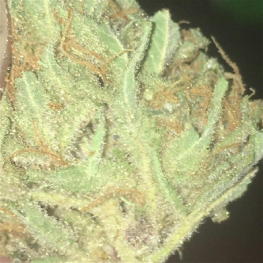 Fruit Punch Weed Strain Information | Leafly