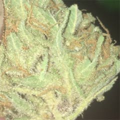 User uploaded image of Fruit Punch