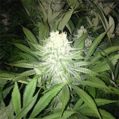 User uploaded image of Fruit Punch