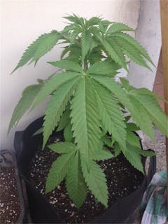 User uploaded image of Fruit Spirit