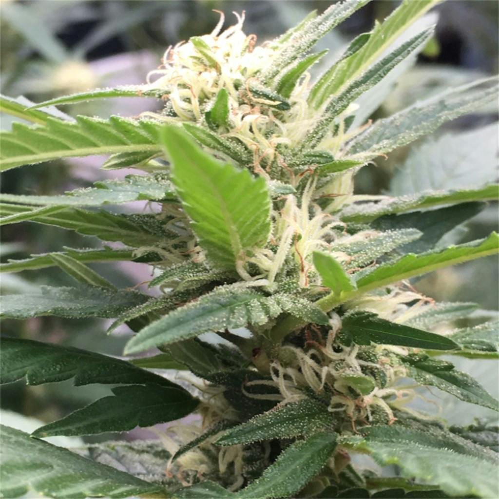 Fruity Chronic Juice aka Chronic Fruit Juice Weed Strain Information