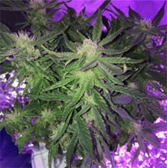 User uploaded image of Fruity Chronic Juice