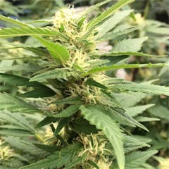 User uploaded image of Fruity Chronic Juice