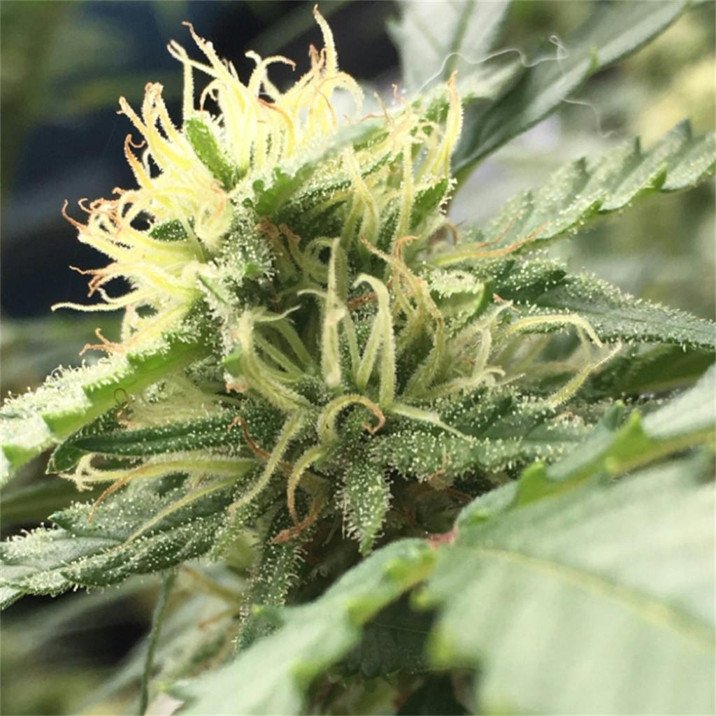 Fruity Chronic Juice aka Chronic Fruit Juice Weed Strain Information