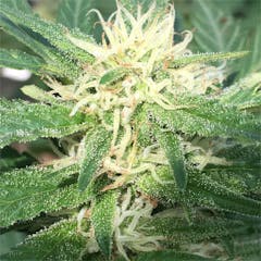 User uploaded image of Fruity Chronic Juice