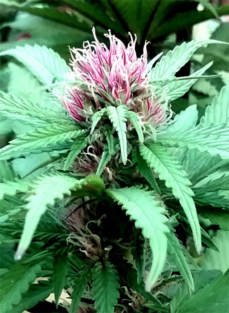 FPOG aka Fruity Pebbles, Fruity Pebbles OG, Fruity OG Weed Strain