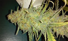 User uploaded image of Fucking Incredible