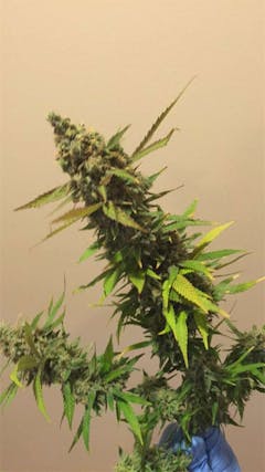 User uploaded image of Full Moon