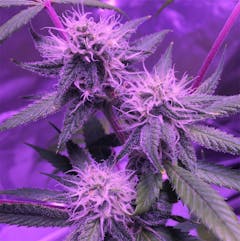 User uploaded image of Full Moon