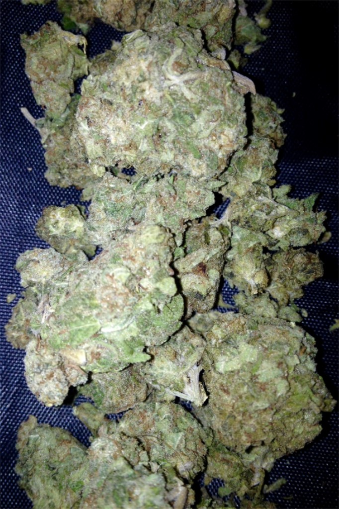 Funky Monkey Marijuana Strain