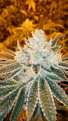 User uploaded image of Future