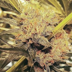 User uploaded image of G13 Haze