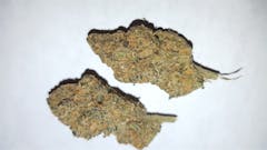 User uploaded image of G13 Widow