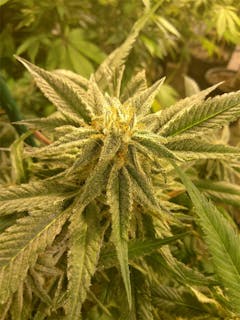 User uploaded image of G13