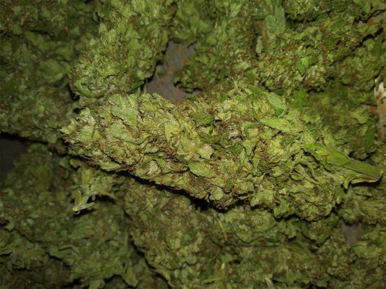 G13 aka G13, G Thirteen Weed Strain Information Leafly