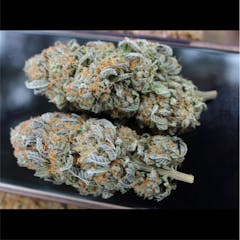 User uploaded image of G13