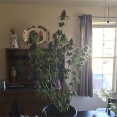 User uploaded image of Galactic Jack