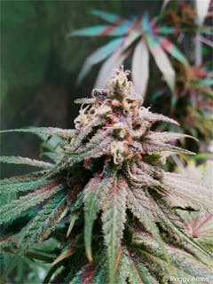 User uploaded image of Galactic Jack