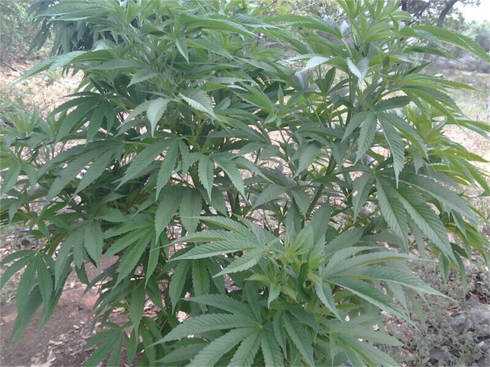 Photos of Game Changer Weed Strain Buds Leafly