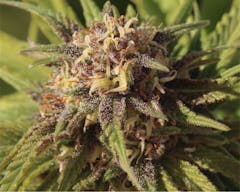 User uploaded image of Game Changer