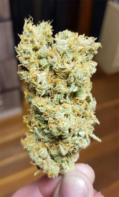 Photos of Garlic Weed Strain Buds Leafly